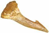 Fossil Sawfish (Onchopristis) Rostral Barb - Morocco #366714-1